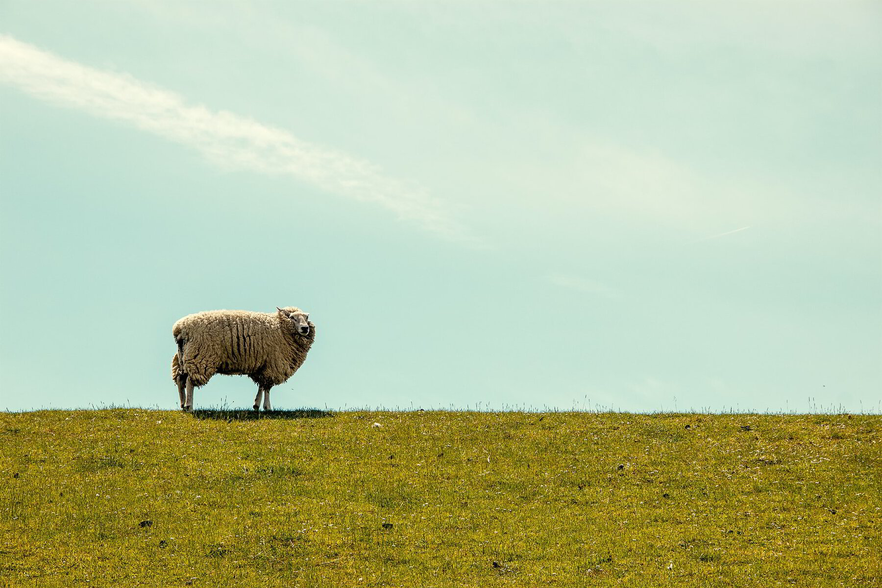 My Ignatian Moment: Bring Me Home to the Lost Sheep