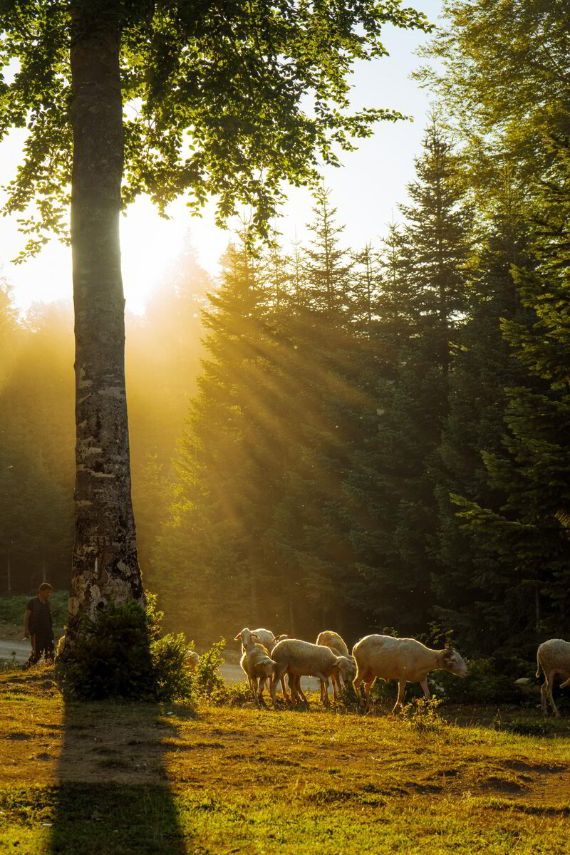 Setting Up My Year in Christ – Christ’s Call to Greater Trust