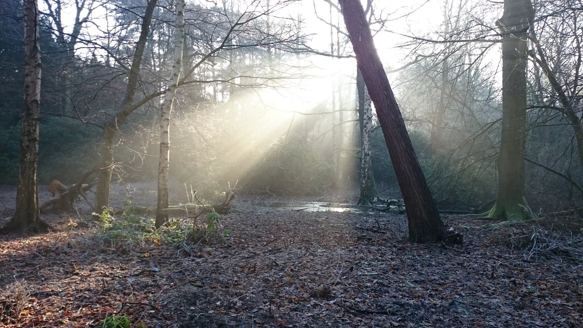 Nature As A Holy Teacher: The Call Of The King In A Pile of Leaves