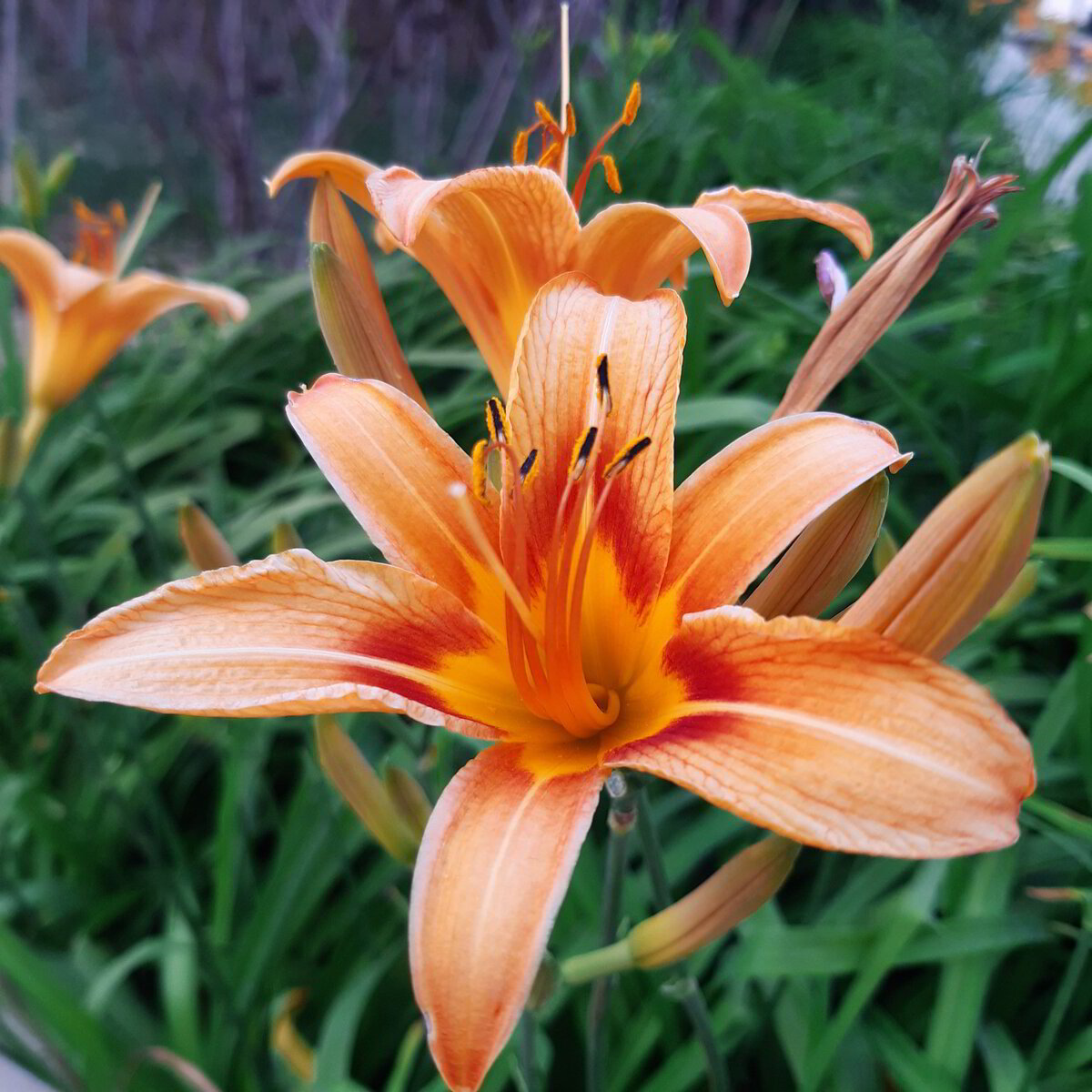 Nature As A Holy Teacher: Consider the Lilies