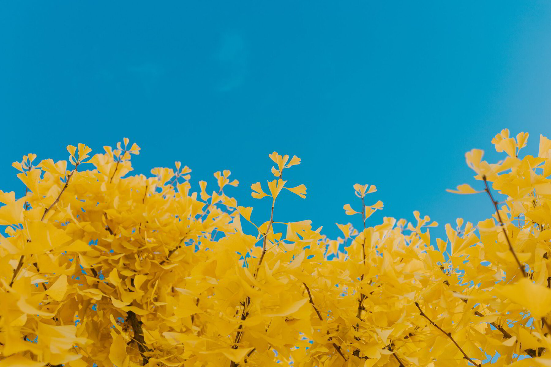 Nature As A Holy Teacher: Golden Moments