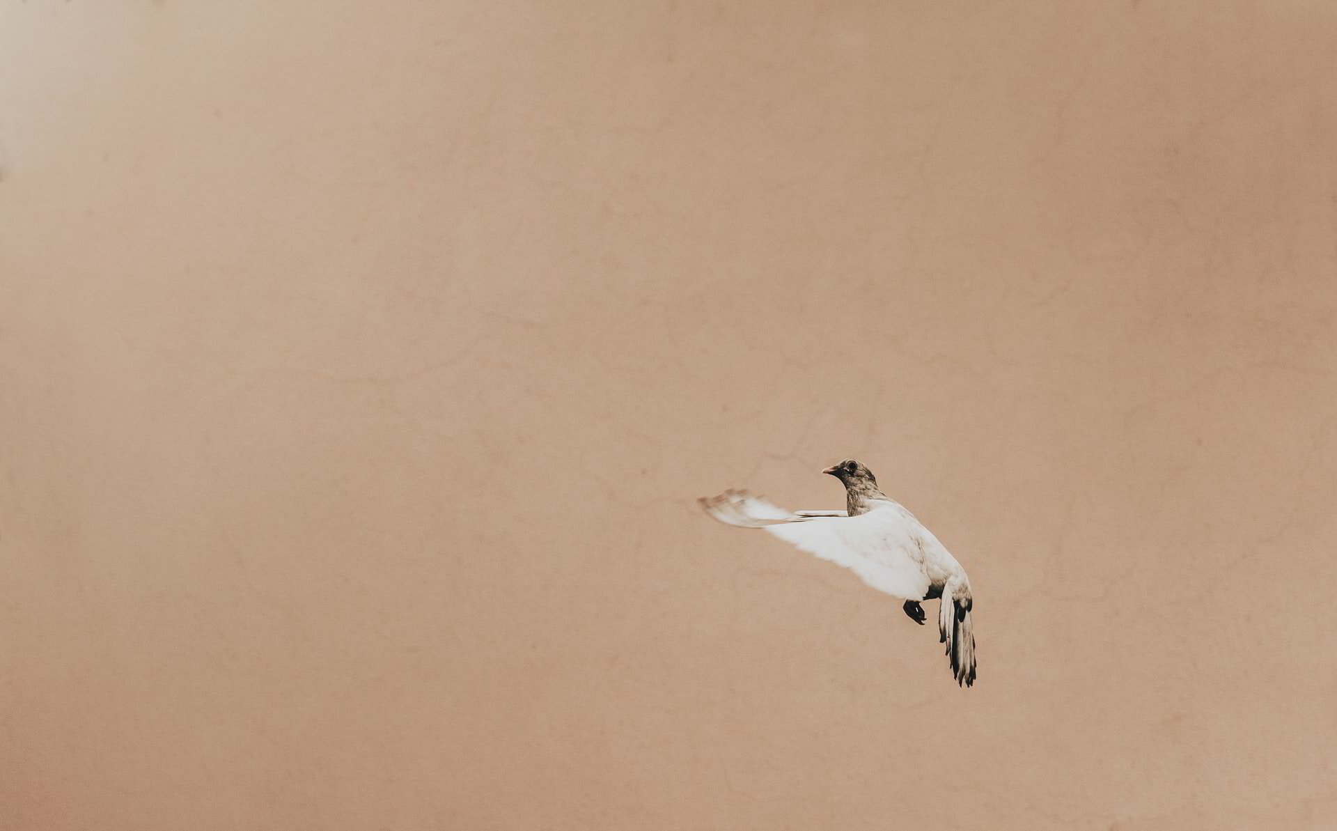 Sustaining Hope: Hope, a Feathered Thing