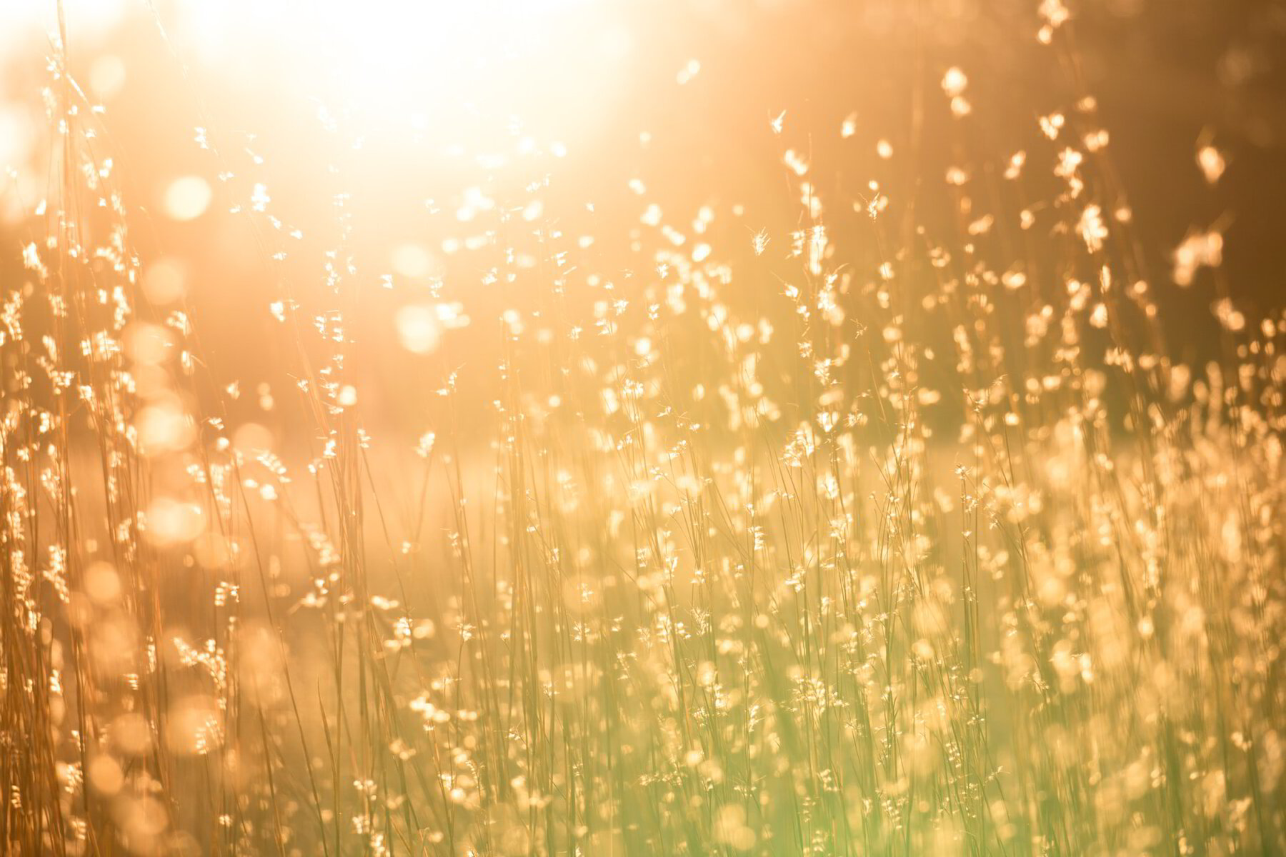 Ignatian Prayers for the New Year: The Mirror in the Field